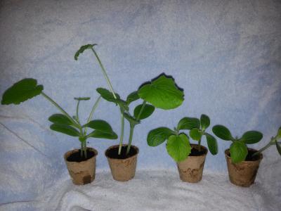 Bild zu ist das jetzt zufall? oder wirkt das tatsächlich... - Baby Forum - Allgemeine Themen