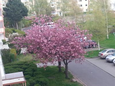 Bild zu wem hatte ich das bild von der jap. kirsche versprochen? - Baby Forum - Allgemeine Themen