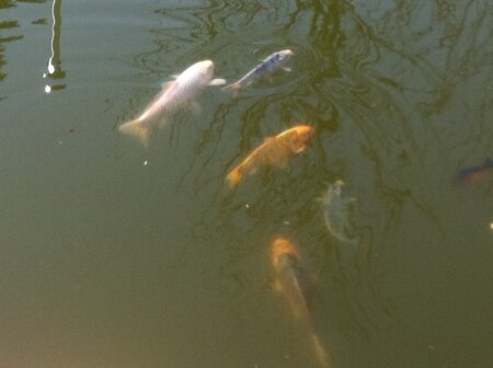 Bild zu
