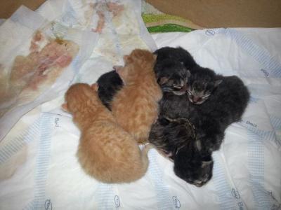 Bild zu ICH BIN OOOOOOOMMMAAAAA!!!! - Baby Forum - Allgemeine Themen