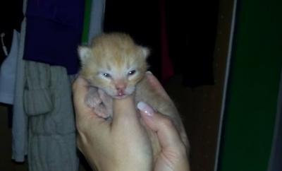 Bild zu Nanuk, Milo oder Rusty? - Baby Forum - Allgemeine Themen