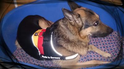 Bild zu Mein Hund ist schon im WM-Fieber :D oT - Baby Forum - Allgemeine Themen