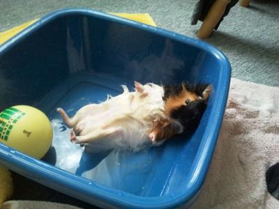 Bild zu wir haben ein "Bade"-Schweinchen... - Baby Forum - Allgemeine Themen