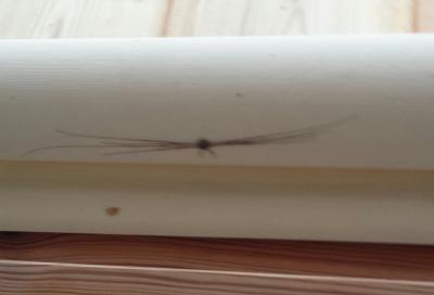Bild zu Kennt sich hier jemand mit Spinnen arten aus ? - Baby Forum - Allgemeine Themen