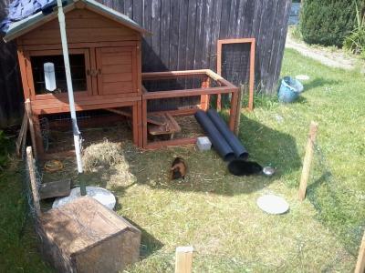 Bild zu wer kennt sich hier richtig gut mit der haltung von meerschweinchen aus? - Baby Forum - Allgemeine Themen