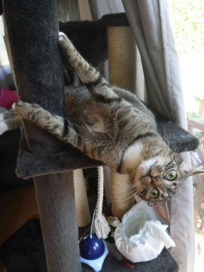 Bild zu Mein PatenKater ist ein ... - Baby Forum - Allgemeine Themen