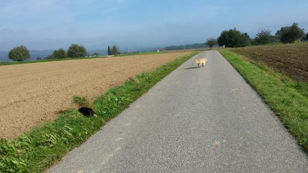 Bild zu 