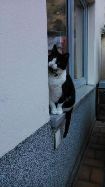 Bild zu Ein katzisches Problem... - Baby Forum - Allgemeine Themen