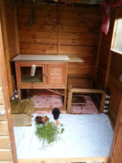 Bild zu meerschweinchen sind umgezogen,...reicht das für den winter? - Baby Forum - Allgemeine Themen