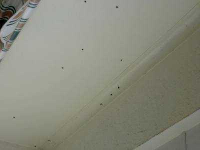 Bild zu Ich habe ein Marienkäfer Invasion auf meinem Balkon - Baby Forum - Allgemeine Themen