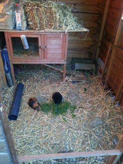 Bild zu so...das sollte jetzt aber wohl reichen, für die meerschweinchen...oder? - Baby Forum - Allgemeine Themen