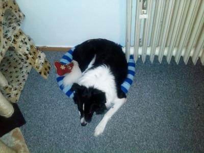 Bild zu Hund im Katzenkörbchen... - Baby Forum - Allgemeine Themen