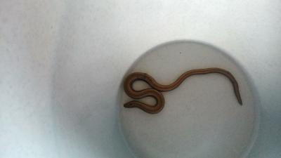 Bild zu Unsere Katze hatte mal wieder Jagderfolg... - Baby Forum - Allgemeine Themen