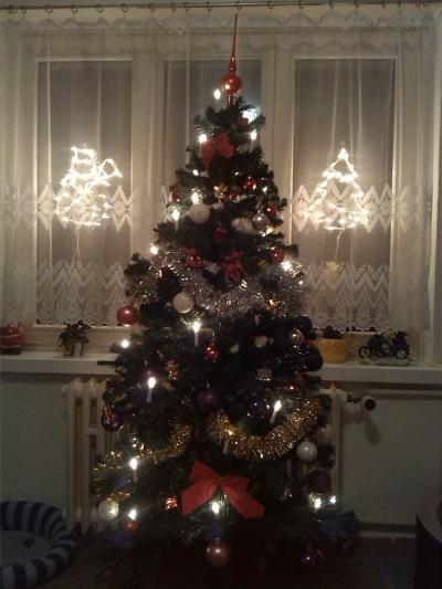 Bild zu Unser Weihnachtsbaum - Baby Forum - Allgemeine Themen