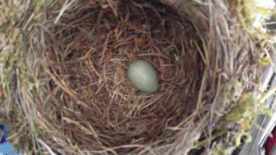 Bild zu Von welchem Vogel stammt - Baby Forum - Allgemeine Themen
