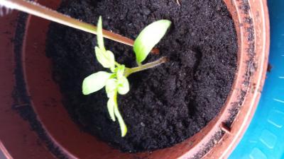 Bild zu Ob die noch was werden? - Baby Forum - Allgemeine Themen