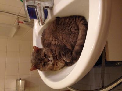 Bild zu Mein Kater.......*gröhl* - Baby Forum - Allgemeine Themen