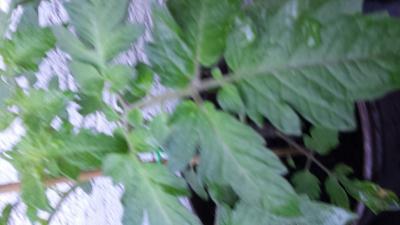 Bild zu Wer sagte meine Tomaten werden nix - Baby Forum - Allgemeine Themen