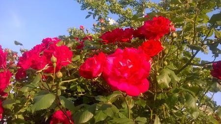 Bild zu 