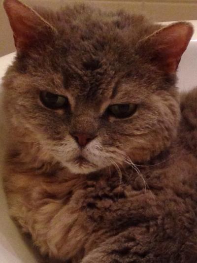 Bild zu Mein Kater Keks ist jetzt im Katzenhimmel....😭 - Baby Forum - Allgemeine Themen