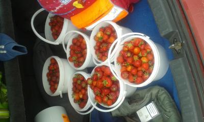 Bild zu Fertig mit Erdbeeren pflücken - Baby Forum - Allgemeine Themen