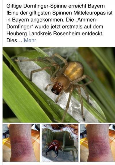 Bild zu Nochmal Thema Spinne ! Achtung giftige Spinne erreicht Deutschland - Baby Forum - Allgemeine Themen
