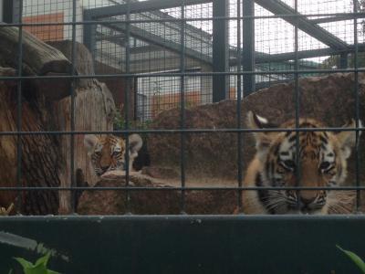 Bild zu So, 5 Stunden Tierpark und eigentlich wollten wir gar nicht weg..... - Baby Forum - Allgemeine Themen