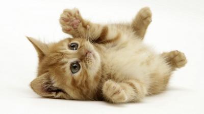 Bild zu Heute ist Weltkatzentag - Baby Forum - Allgemeine Themen