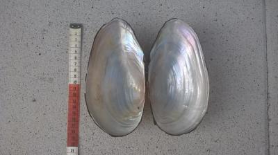 Bild zu Riesenmuscheln - Baby Forum - Allgemeine Themen