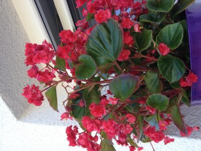 Bild zu Blumenkenner? - Baby Forum - Allgemeine Themen