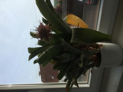 Bild zu Welche Blume ist das? - Baby Forum - Allgemeine Themen