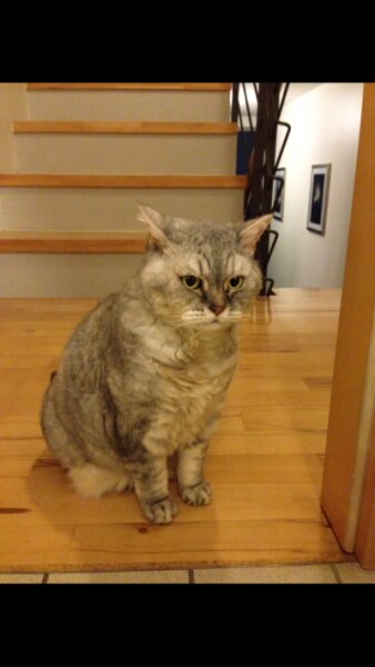 Bild zu So macht man Fotos von Katzen! - Baby Forum - Allgemeine Themen