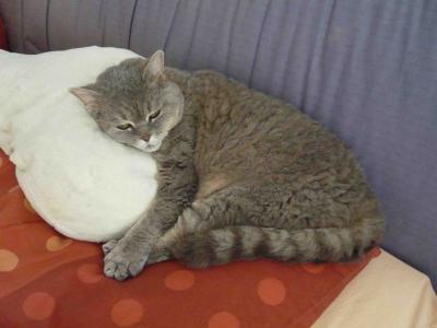 Bild zu @Anny......nochmal wegen Selkirk Rex.... - Baby Forum - Allgemeine Themen