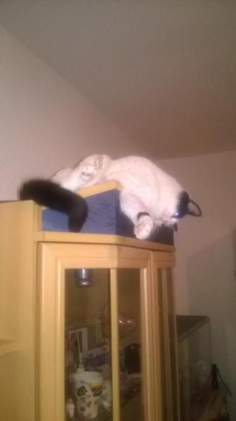 Bild zu 