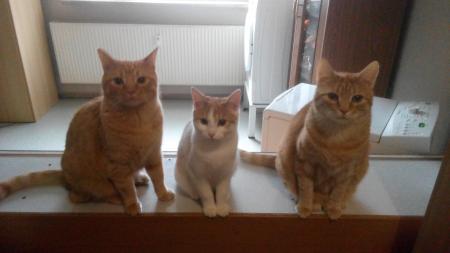 Bild zu 