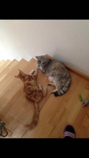 Bild zu