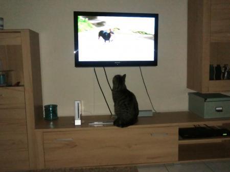 Bild zu 