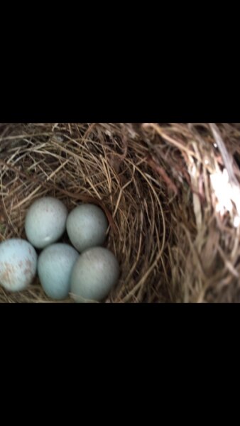 Bild zu Es werden Fünflinge...... - Baby Forum - Allgemeine Themen