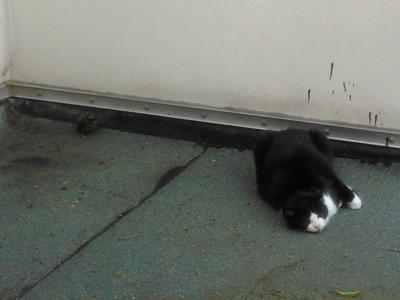 Bild zu Babyamsel vor Katze gerettet - Baby Forum - Allgemeine Themen