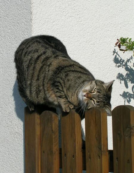 Bild zu 