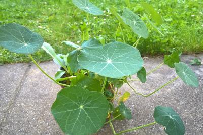 Bild zu Welche Pflanze ist das? - Baby Forum - Allgemeine Themen