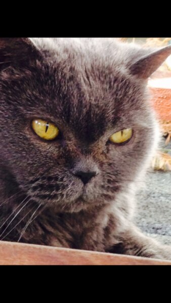 Bild zu Meine geliebte Katze ist Samstag gestorben.... - Baby Forum - Allgemeine Themen