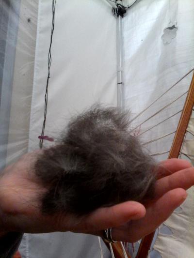 Bild zu Passend zum Tag der Katze - wenn noch jemand eine richtig gute Bürste braucht - Baby Forum - Allgemeine Themen