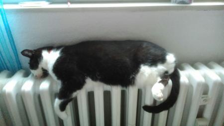 Bild zu