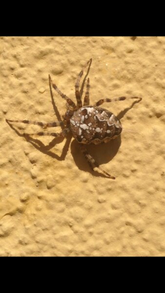 Bild zu Hab ich gerade im Garten "geschossen".....🕷 - Baby Forum - Allgemeine Themen