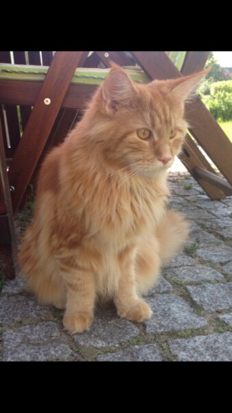 Bild zu 