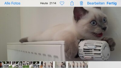 Bild zu Unsere neue Mitbewohnerin hat sich gut eingelebt... - Baby Forum - Allgemeine Themen