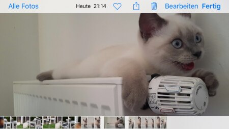 Bild zu 