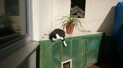 Bild zu Die "letzten" Sonnenstrahlen genießen - Baby Forum - Allgemeine Themen