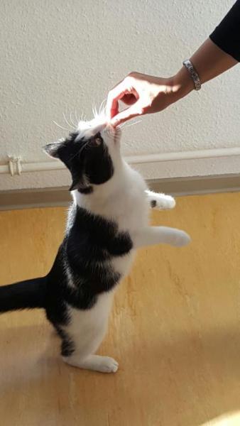 Bild zu Kater - Baby Forum - Allgemeine Themen